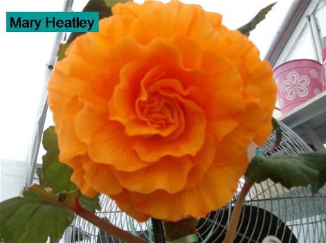 B. ‘Mary Heatley’